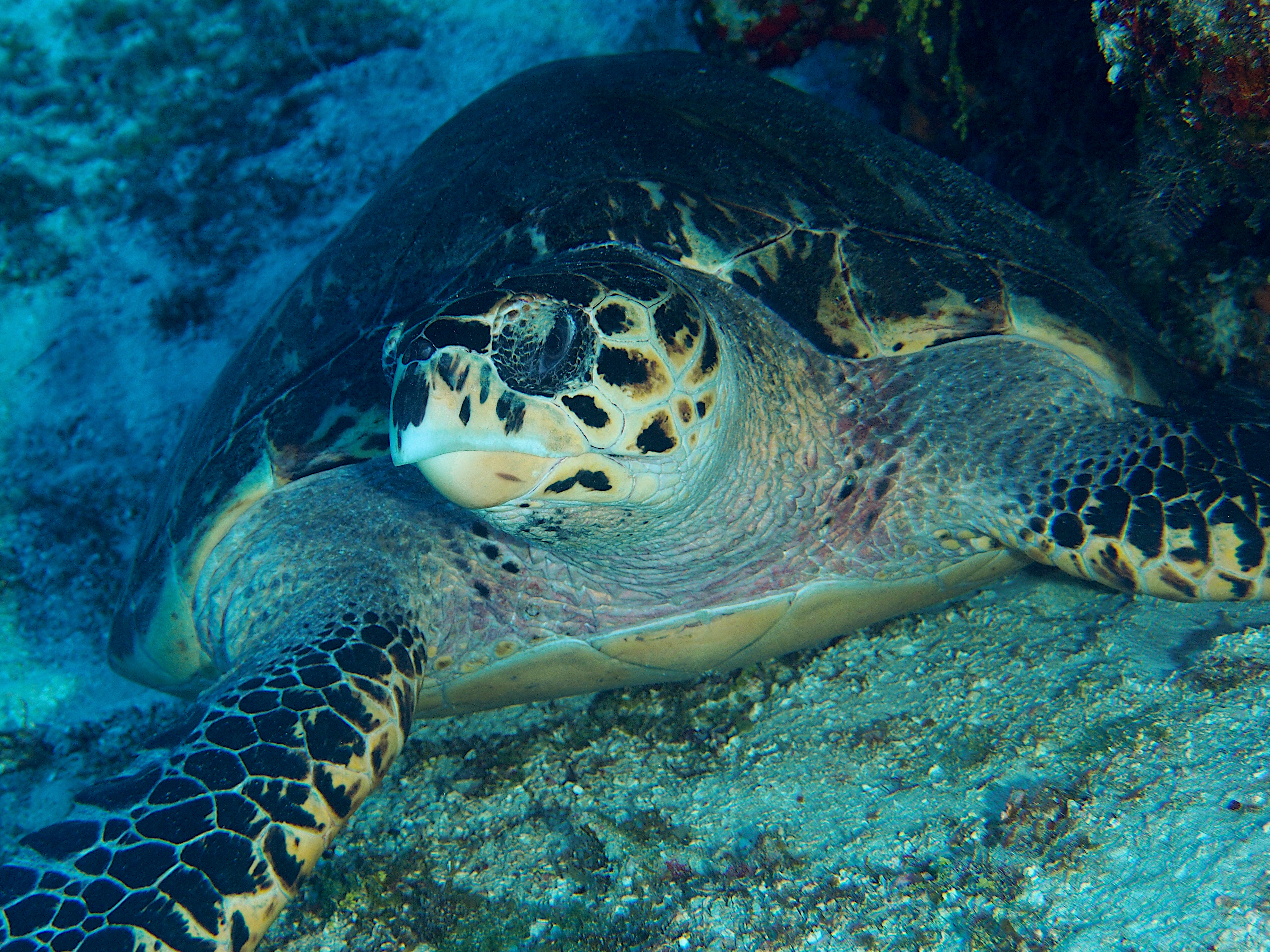 Hawksbill Turtle - Eretmochelys imbricata