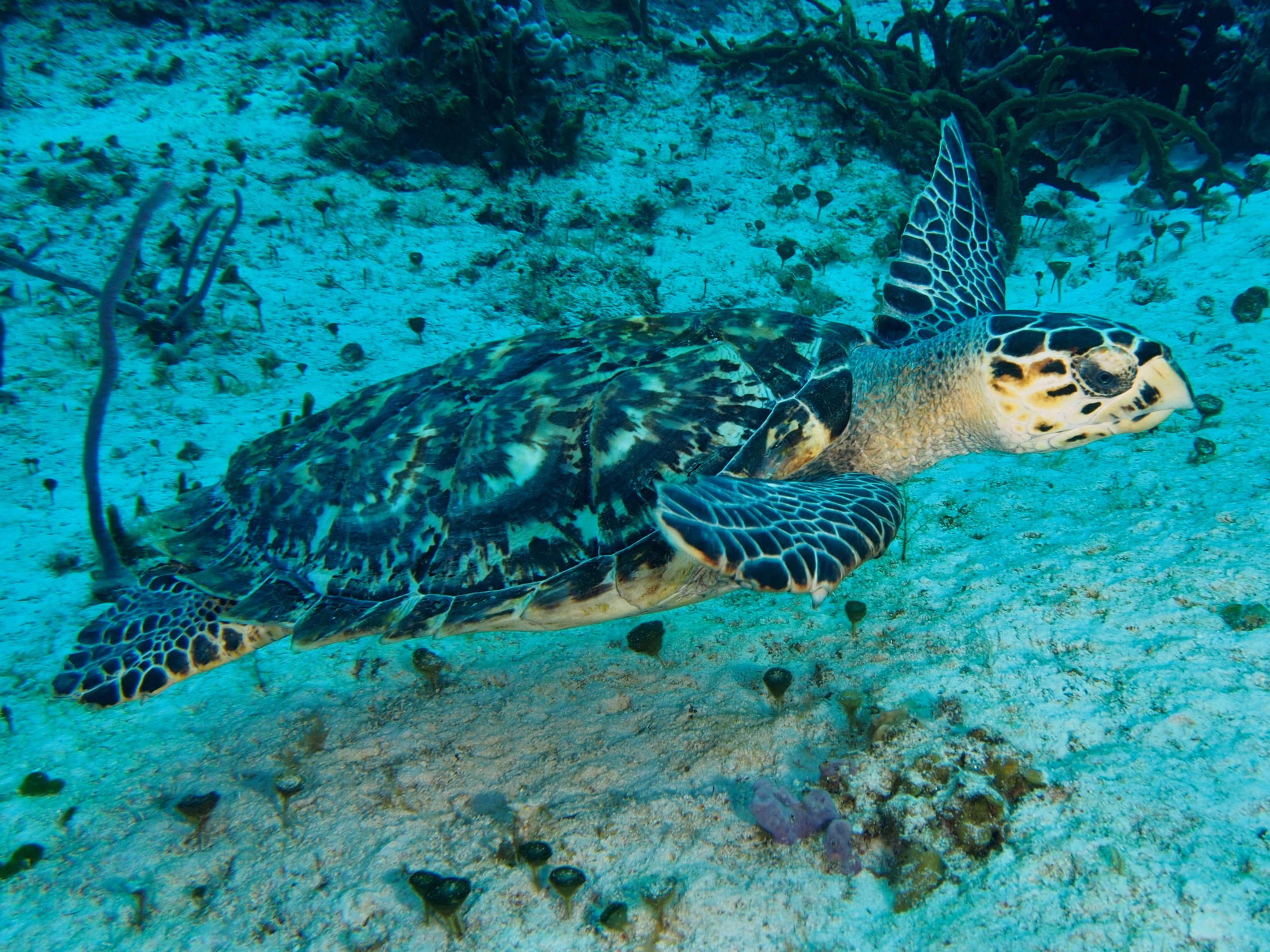 Hawksbill Turtle - Eretmochelys imbricata