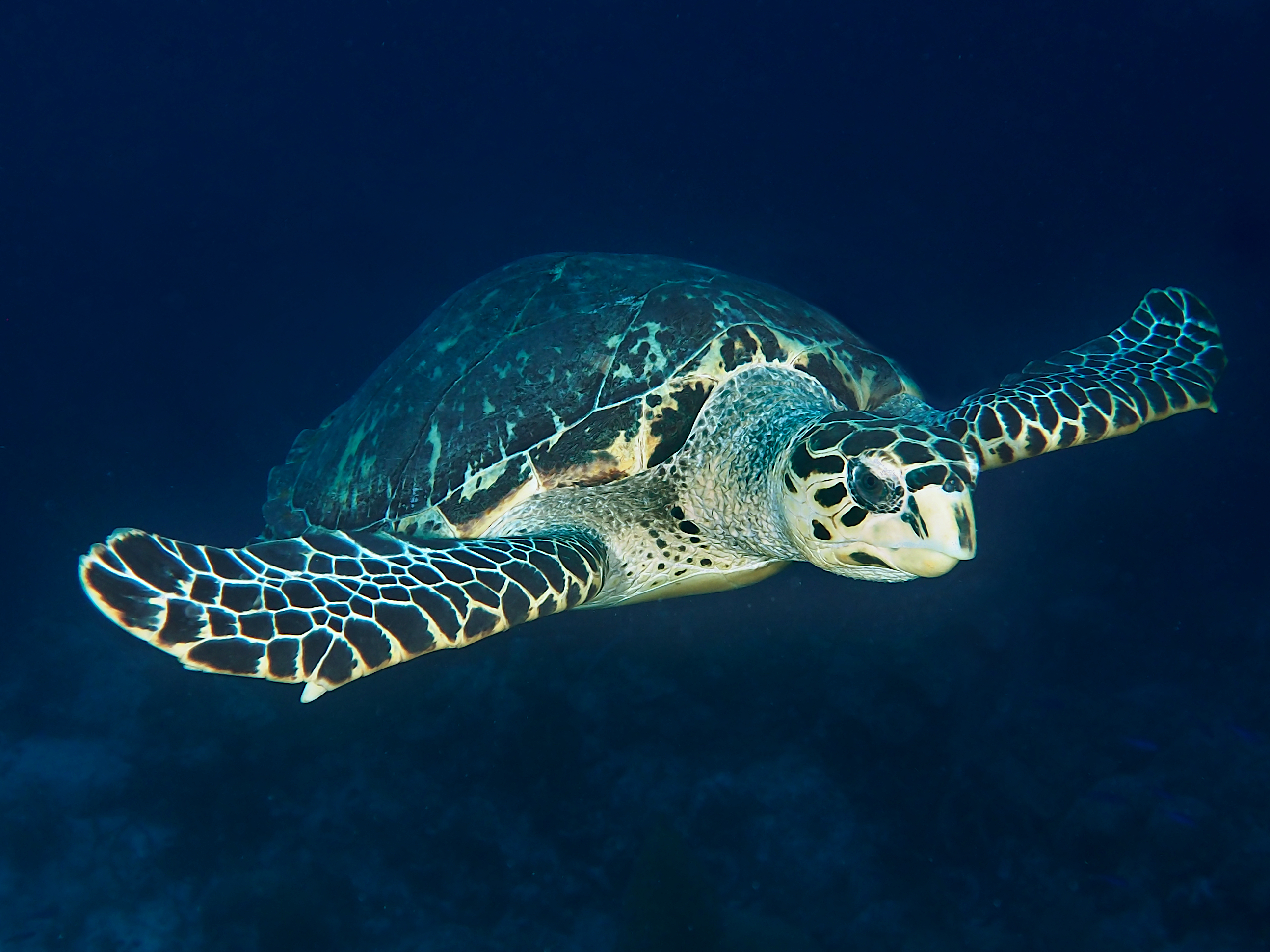 Hawksbill Turtle - Eretmochelys imbricata