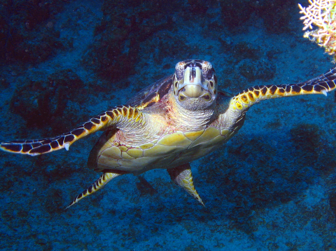 Hawksbill Turtle - Eretmochelys imbricata