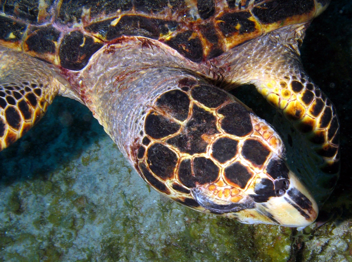 Hawksbill Turtle - Eretmochelys imbricata