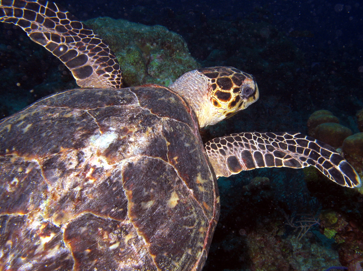 Hawksbill Turtle - Eretmochelys imbricata