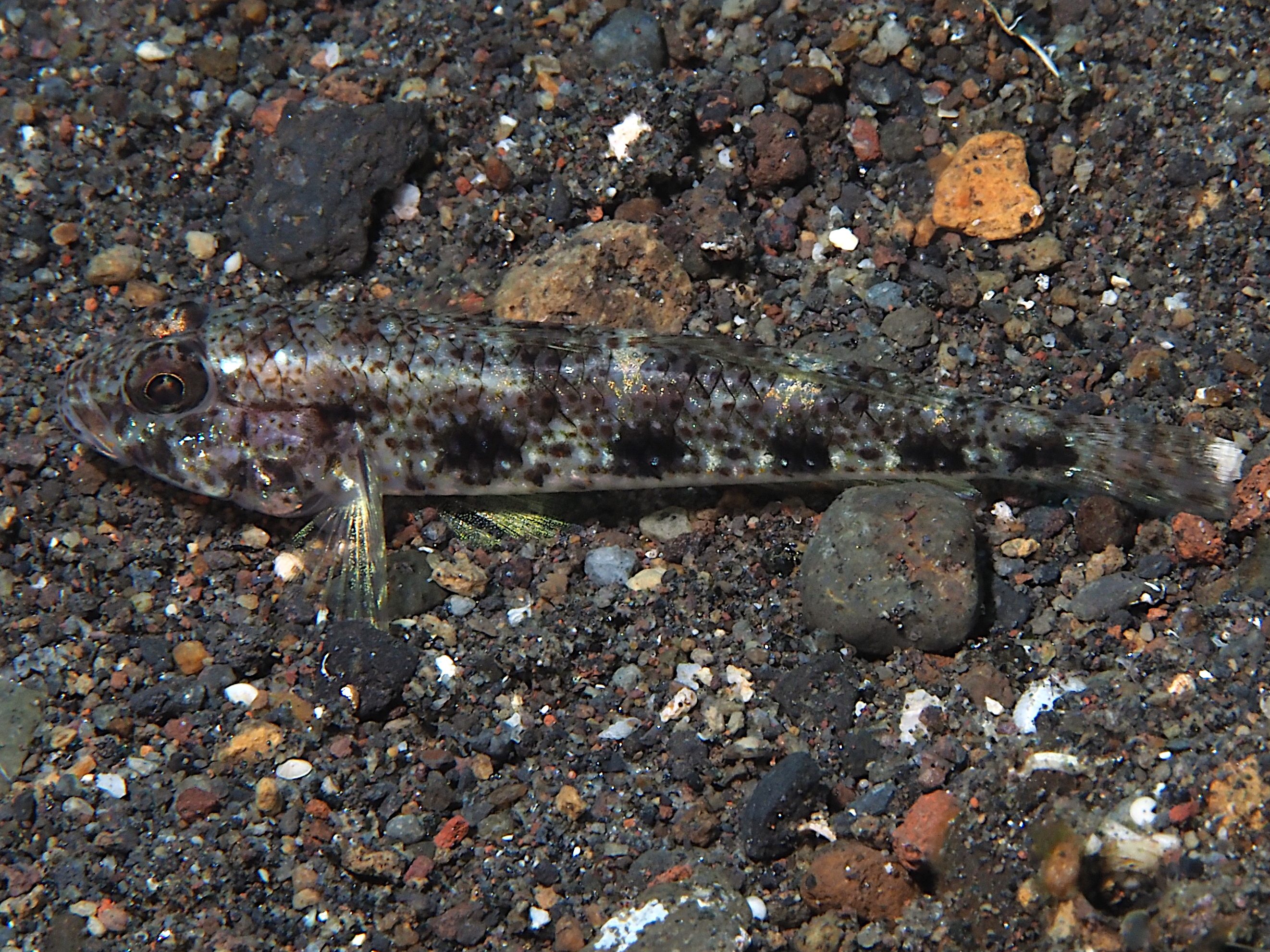 Hazeus profusus - Hazeus profusus - Bali, Indonesia