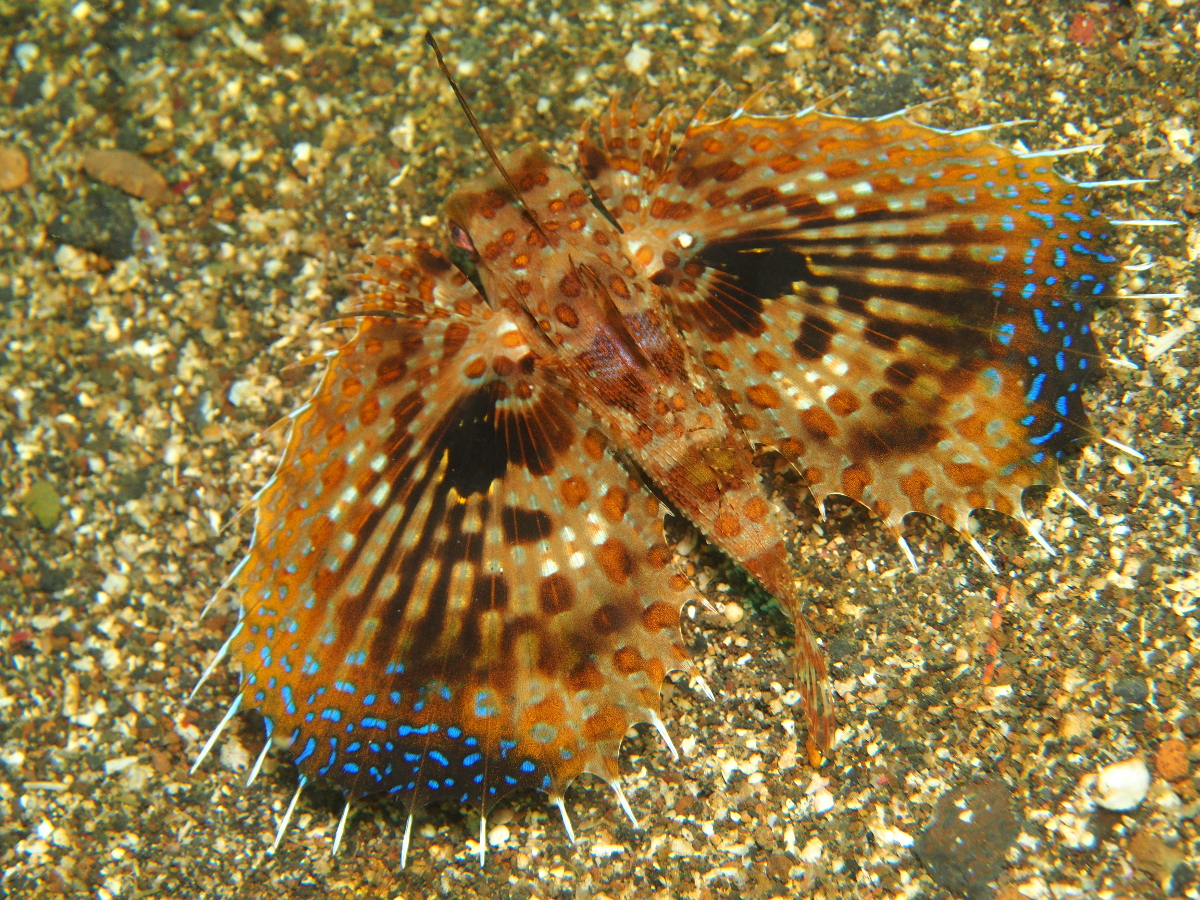 Oriental Flying Gurnard - Dactyloptena orientalis