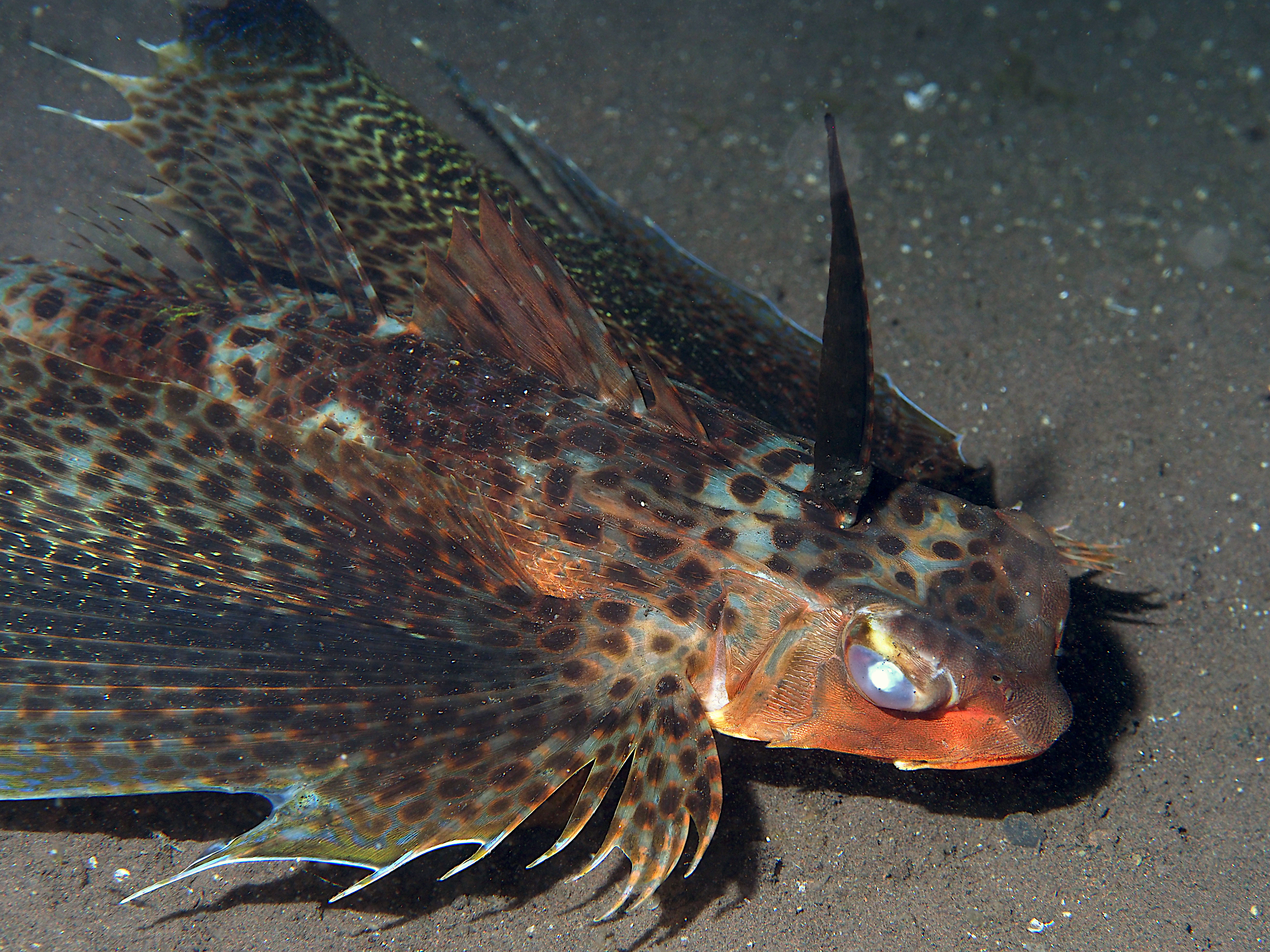 Oriental Flying Gurnard - Dactyloptena orientalis