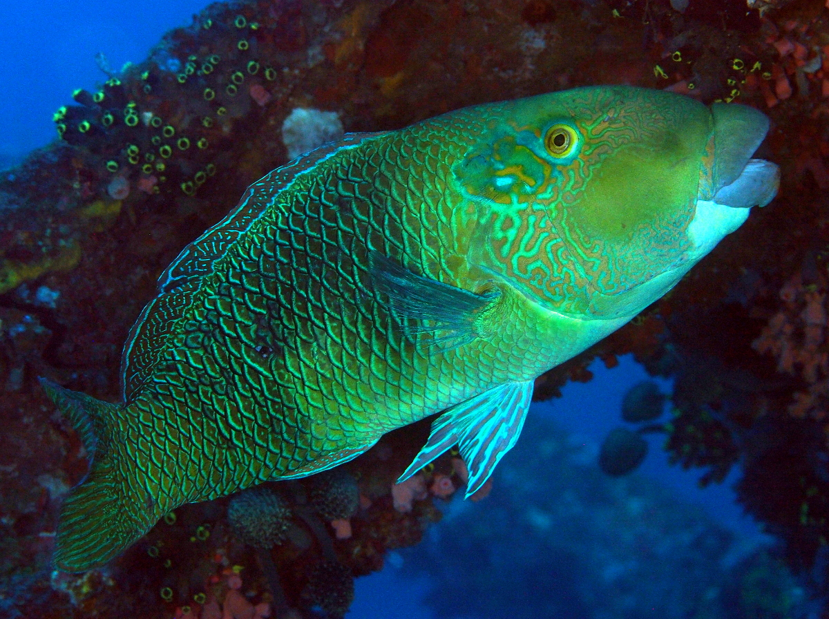 Blackeye Thicklip - Hemigymnus melapterus