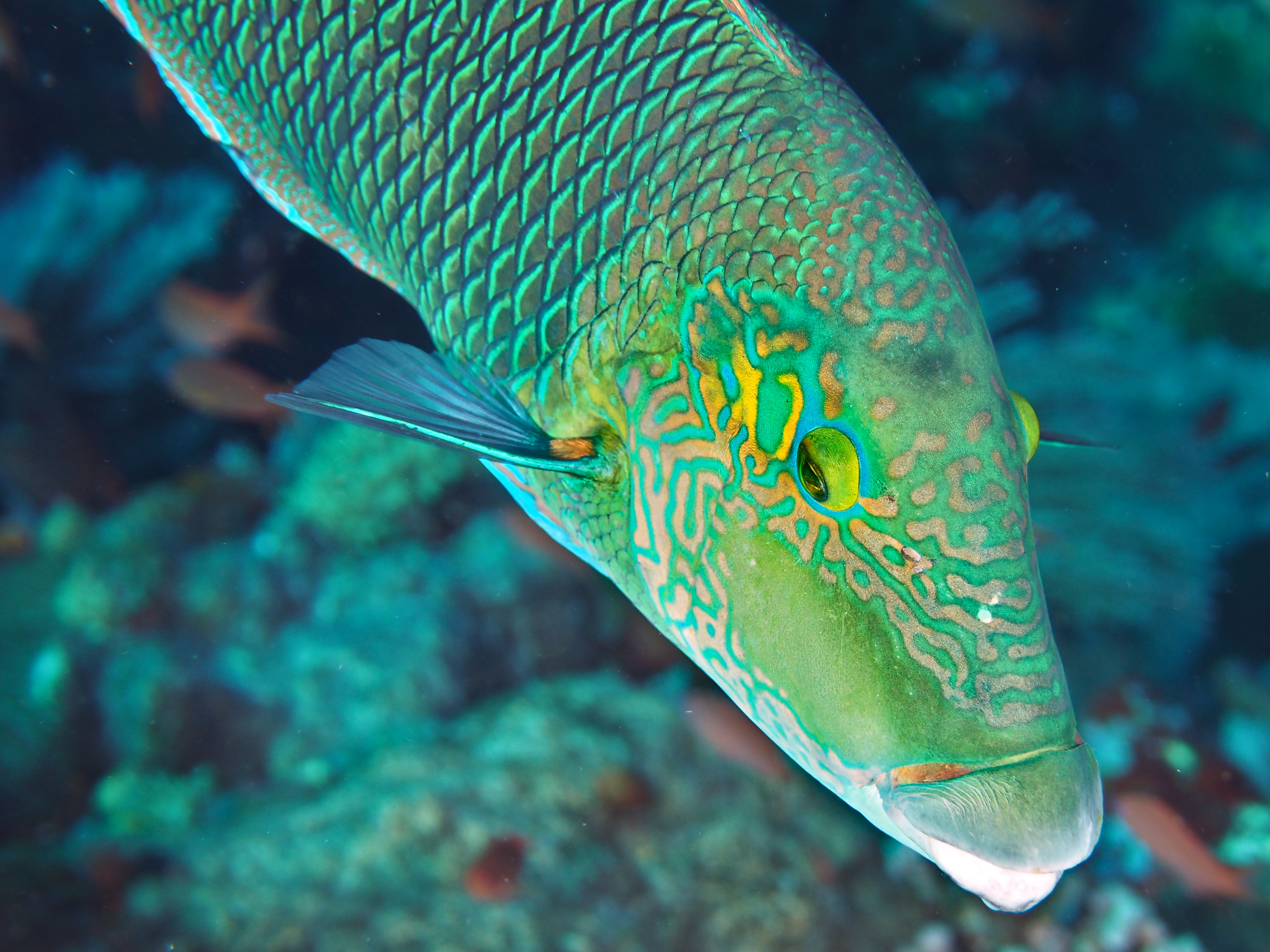 Blackeye Thicklip - Hemigymnus melapterus