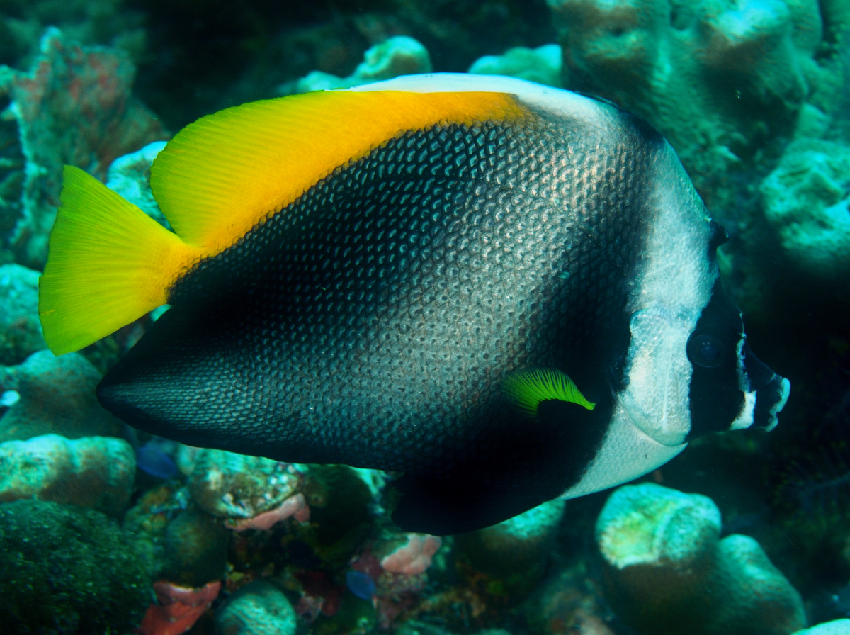 Singular Bannerfish - Heniochus singularius