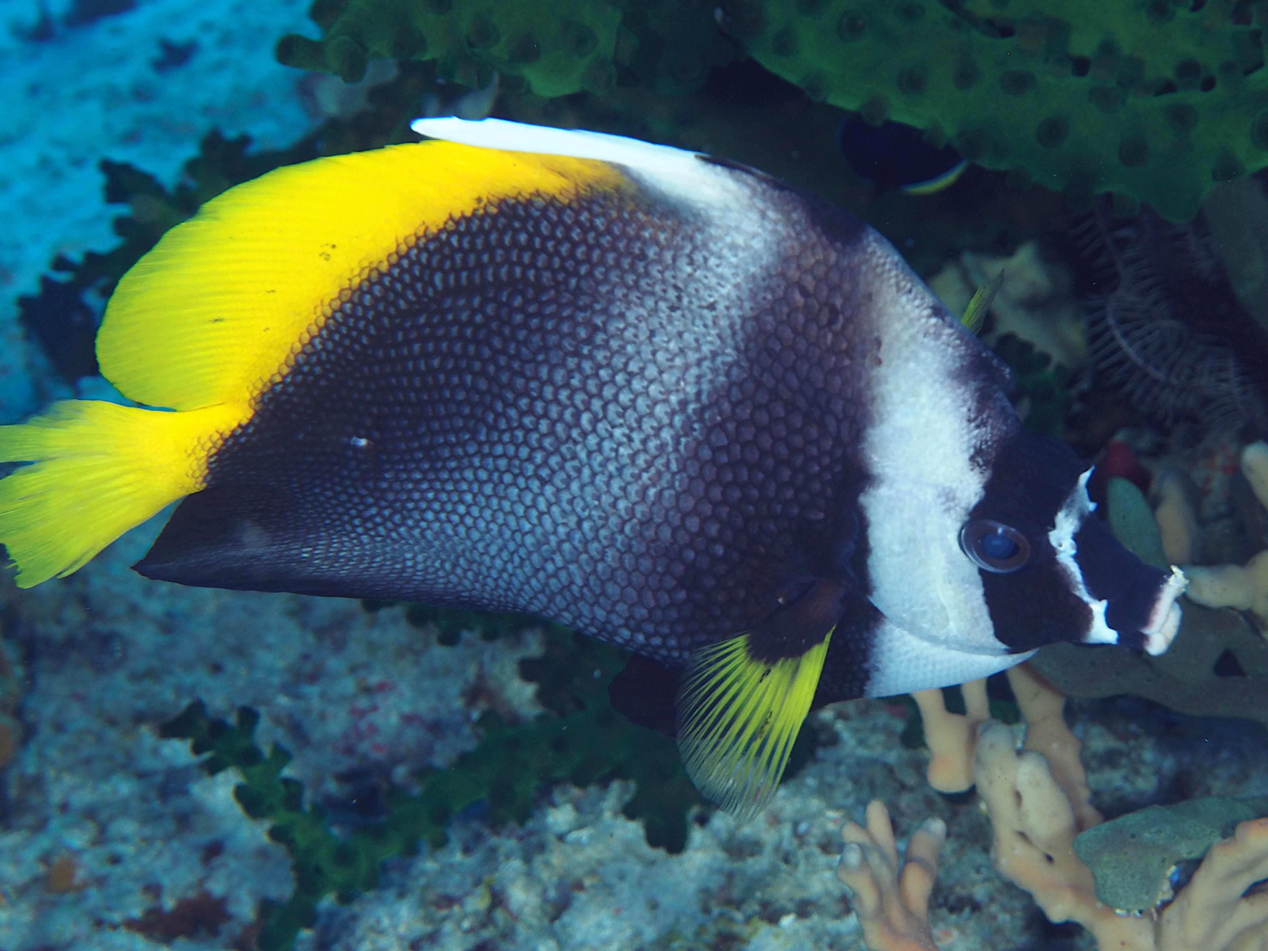 Singular Bannerfish - Heniochus singularius