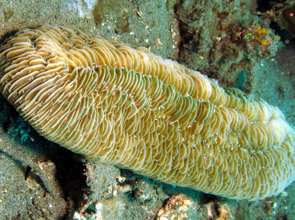 Herpolitha limax - Herpolitha limax - Dumaguete, Philippines