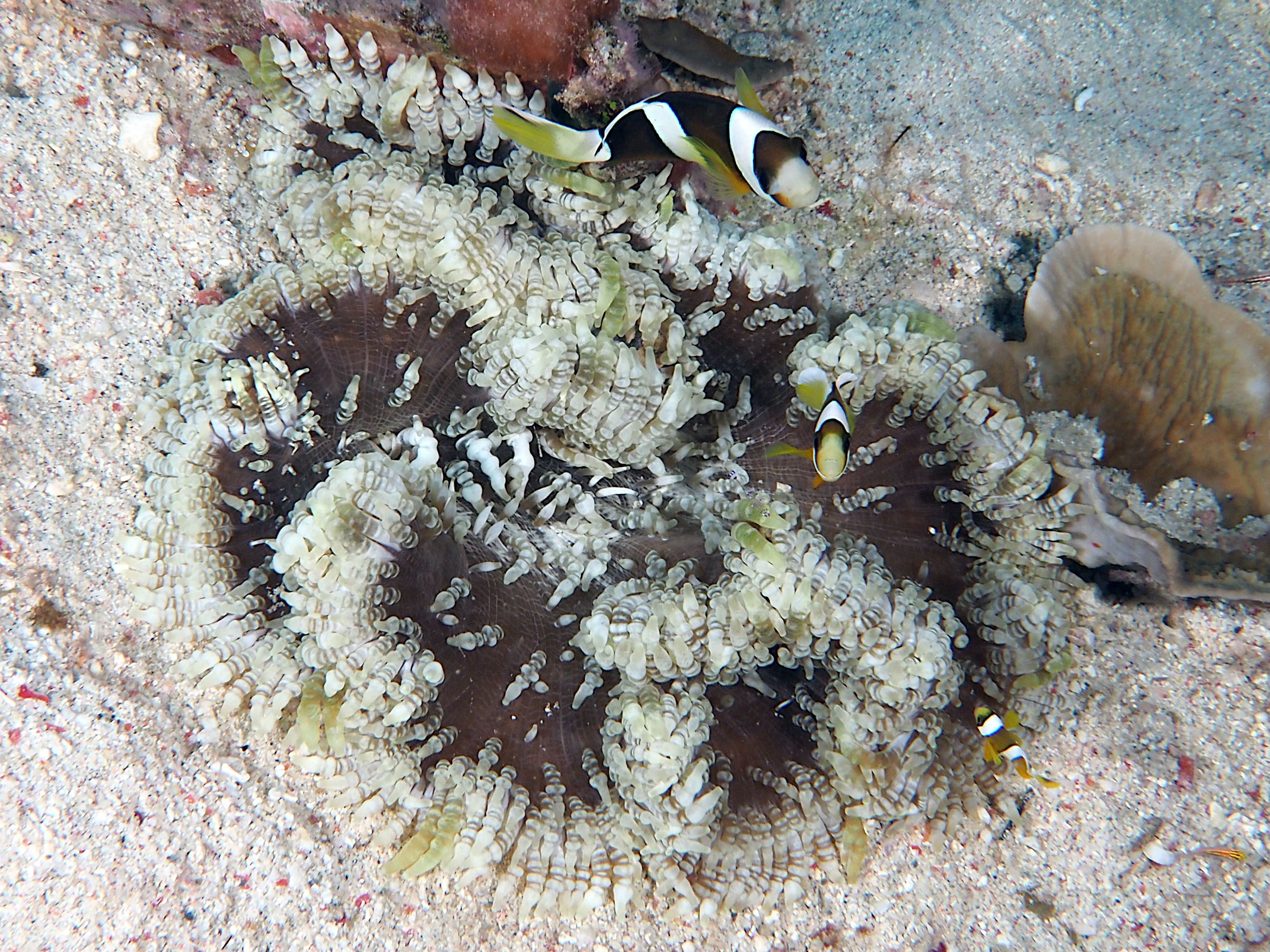 Beaded Sea Anemone - Heteractis aurora - Komodo, Indonesia