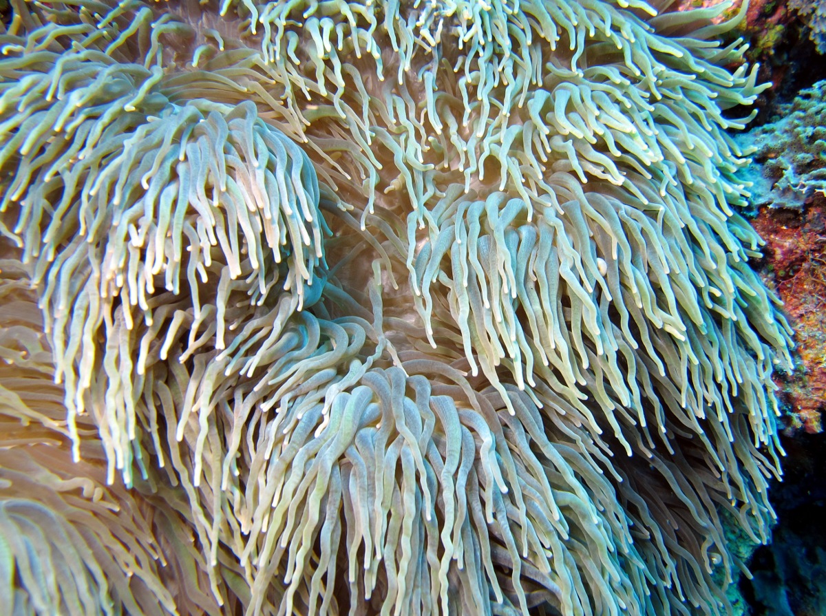 Leathery Sea Anemone - Heteractis crispa - Yap, Micronesia
