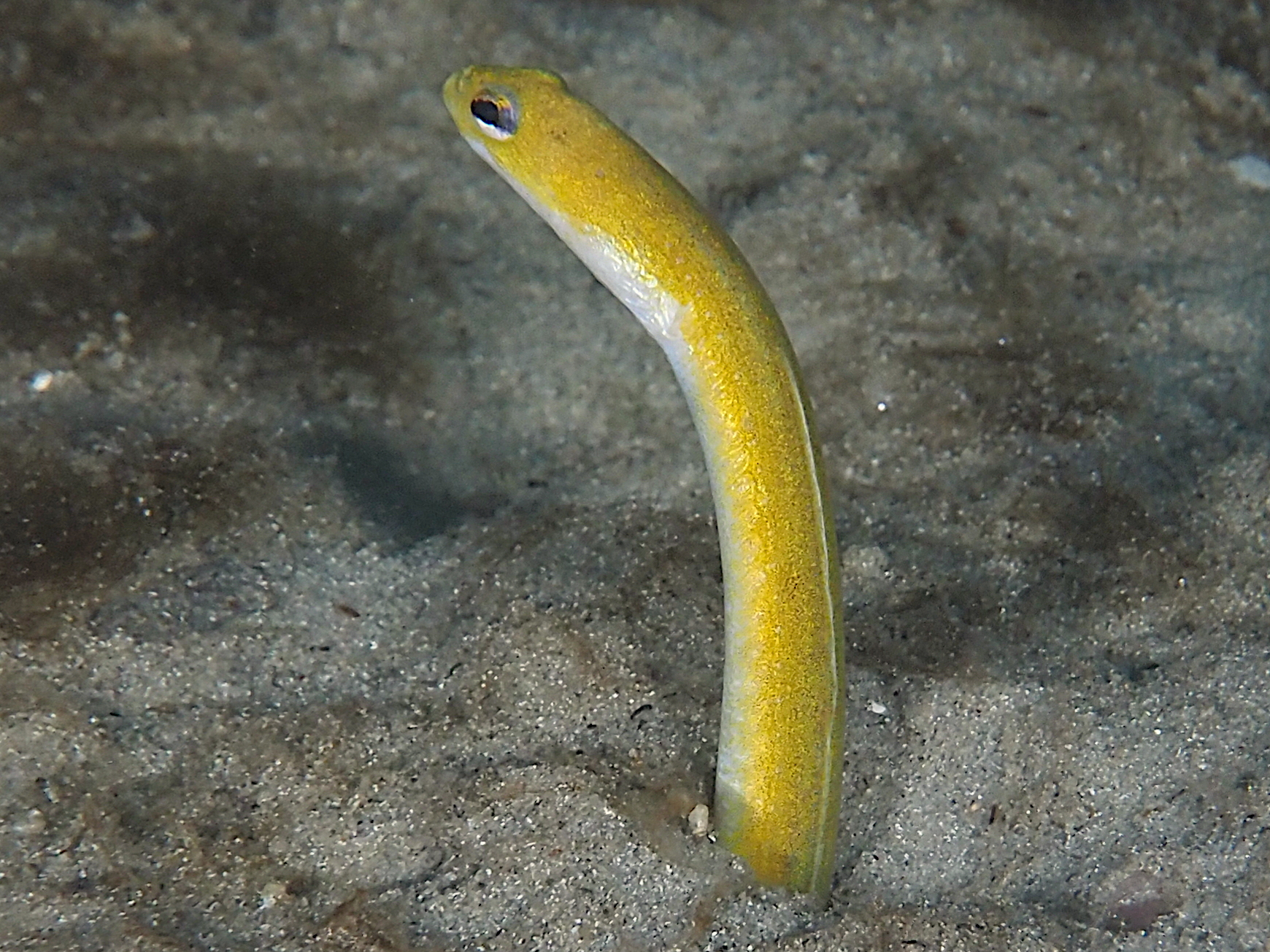 Yellow Garden Eel - Heteroconger luteolus - Blue Heron Bridge, Florida