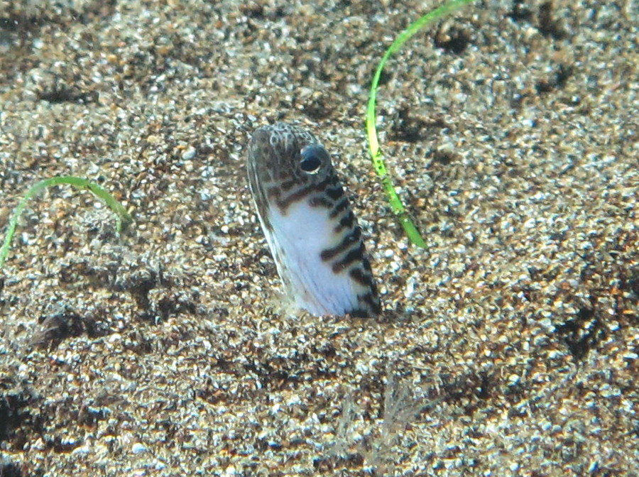 Banded Garden Eel - Heteroconger polyzona