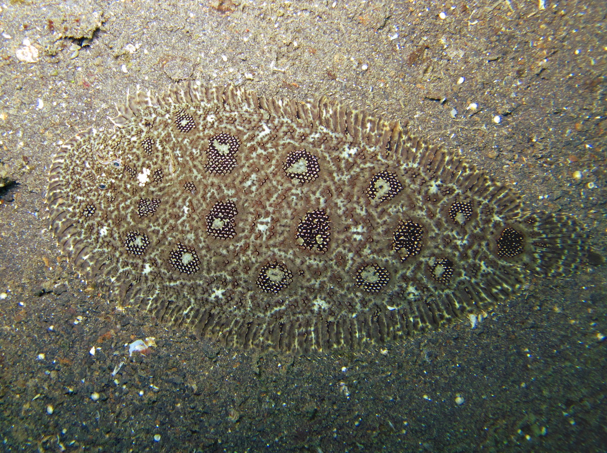 Hooknose Sole - Heteromycteris hartzfeldi - Lembeh Strait, Indonesia