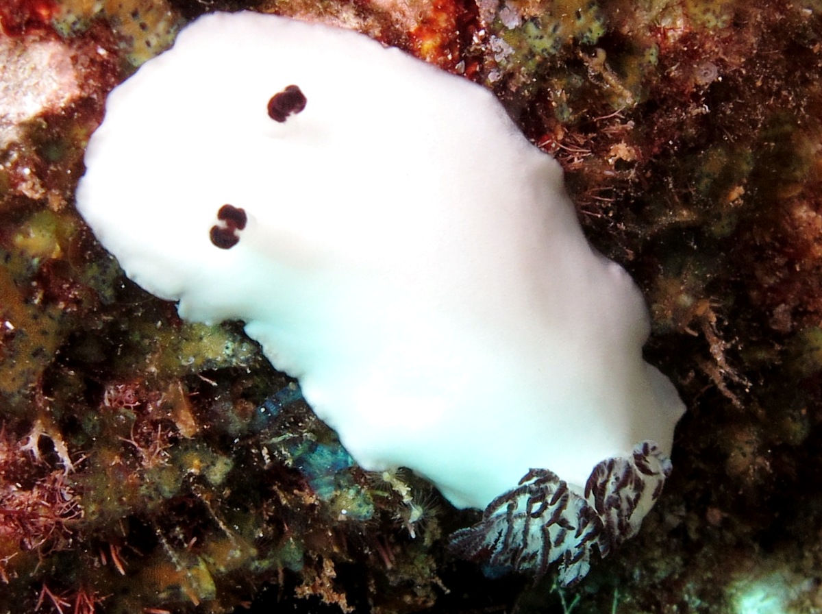 Fellow's Nudibranch - Hiatodoris fellowsi