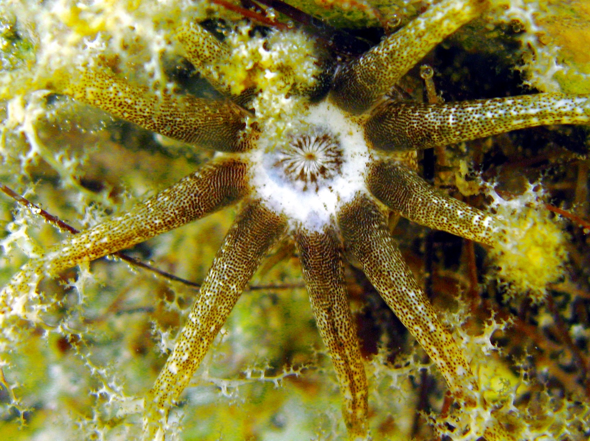 Hidden Sea Cucumber - Pseudothyone belli