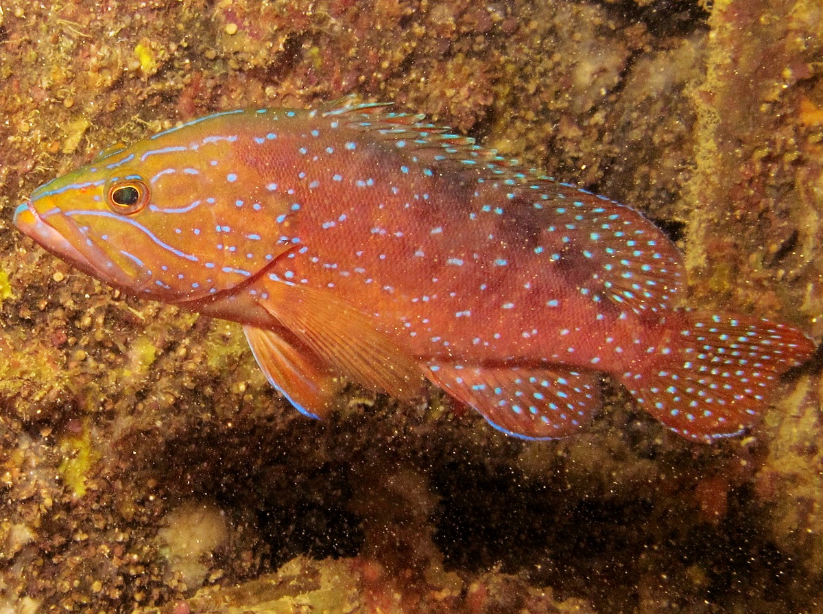 Highfin Coral Grouper - Plectropomus oligacanthus - Palau