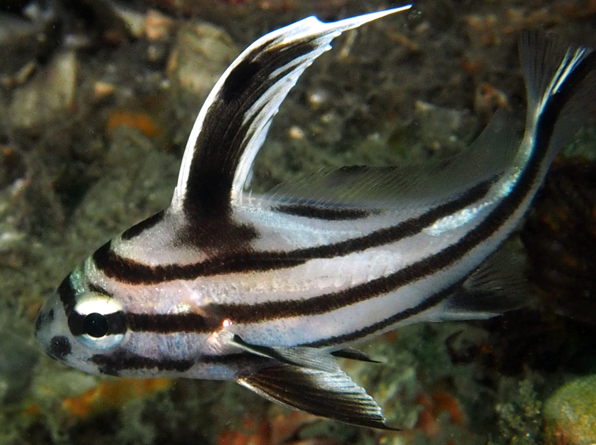 High Hat - Pareques acuminatus