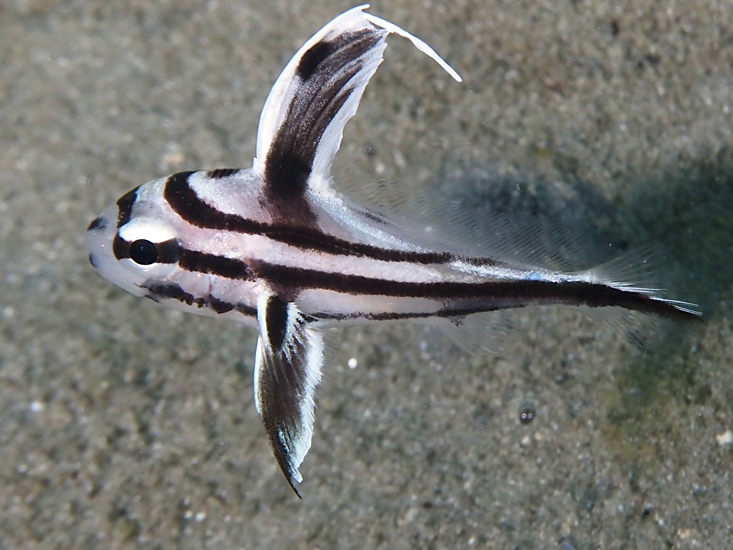 High Hat - Pareques acuminatus