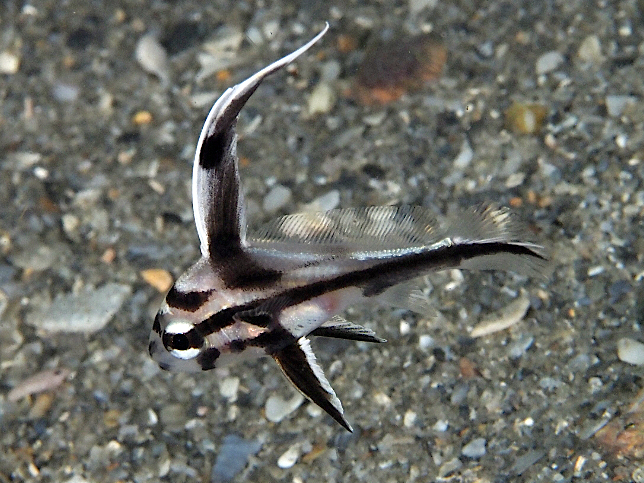 High Hat - Pareques acuminatus