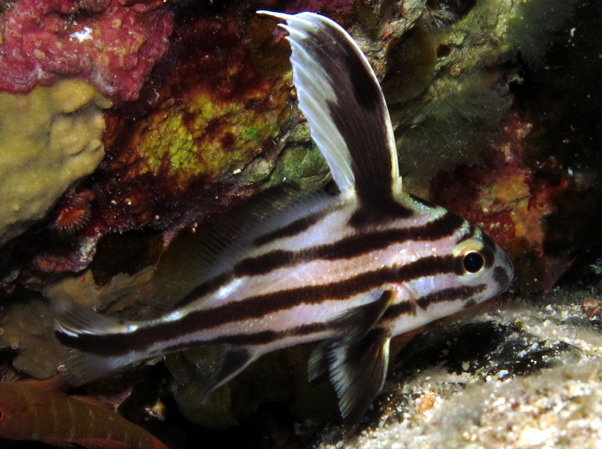 High Hat - Pareques acuminatus