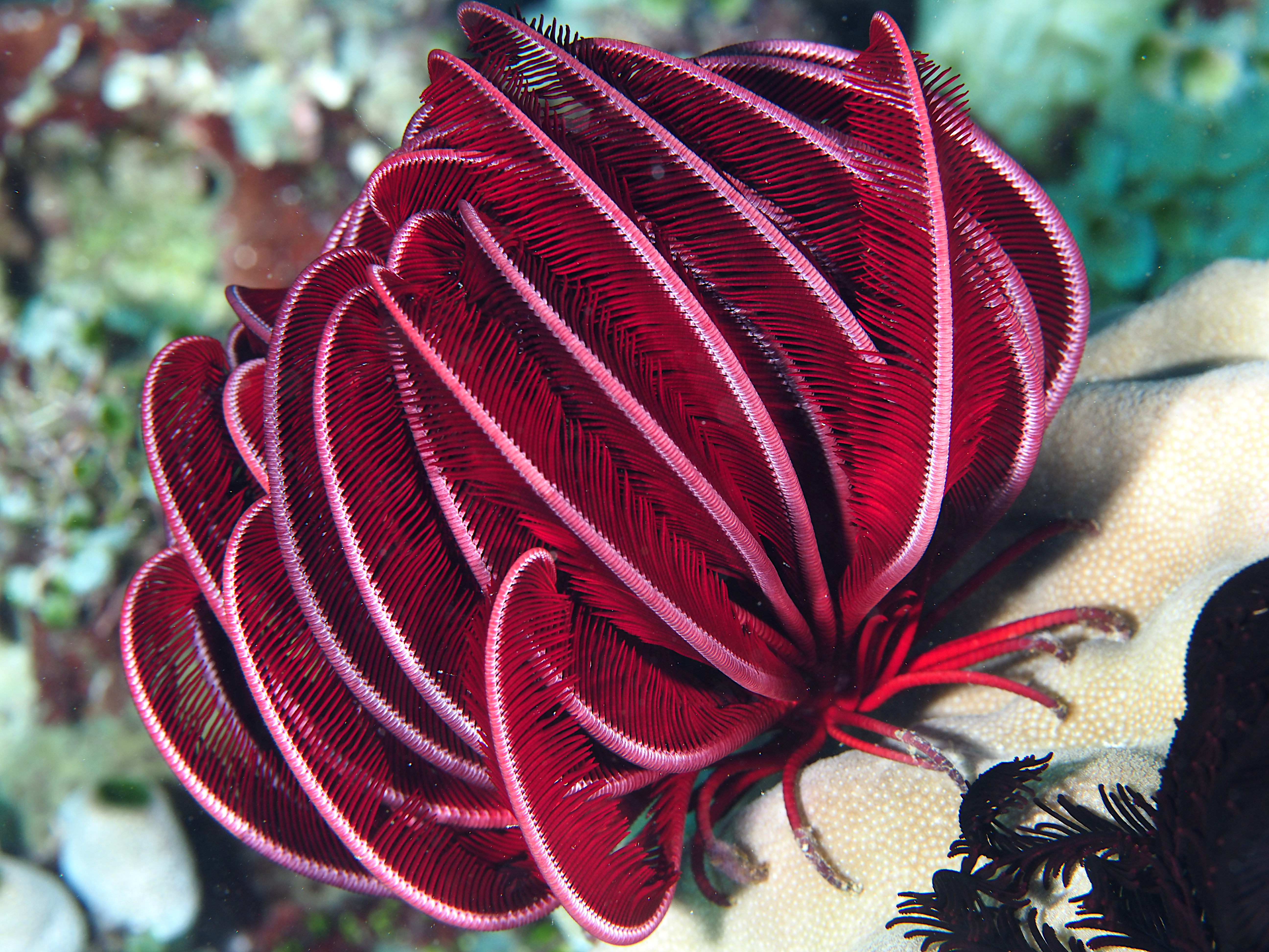 Robust Feather Star - Himerometra robustipinna - Komodo, Indonesia