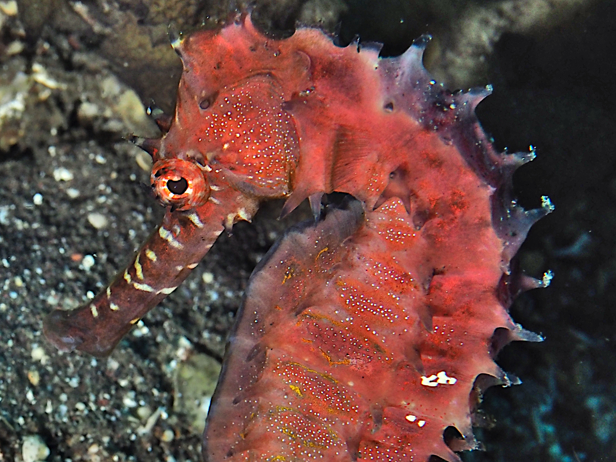 Barbour’s Seahorse - Hippocampus barbouri