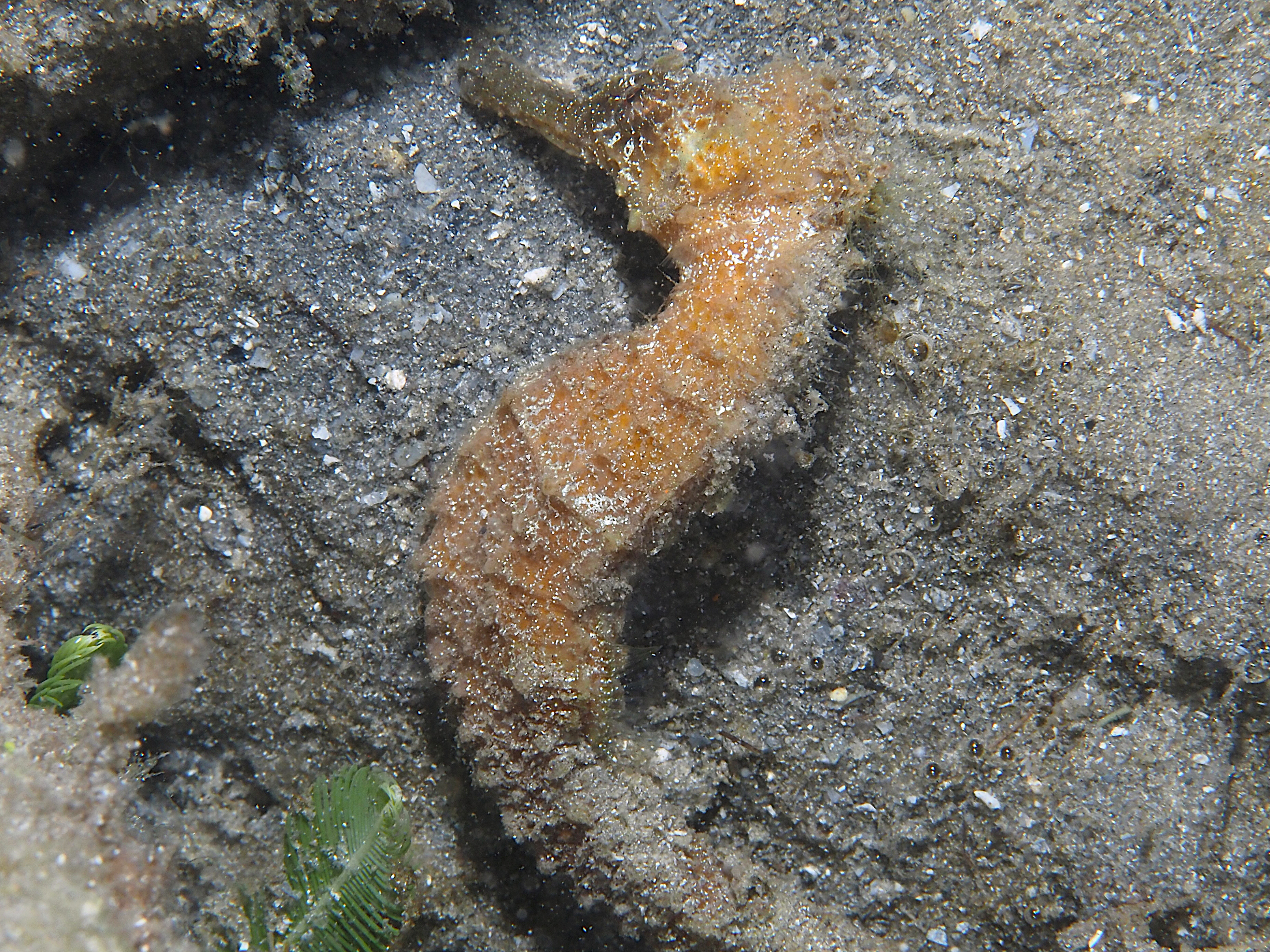 Lined Seahorse - Hippocampus erectus - Blue Heron Bridge, Florida