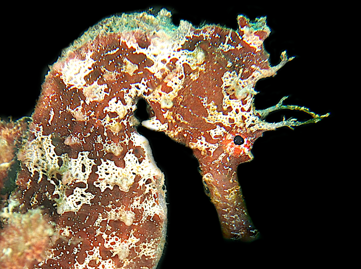 Pacific Seahorse - Hippocampus ingens