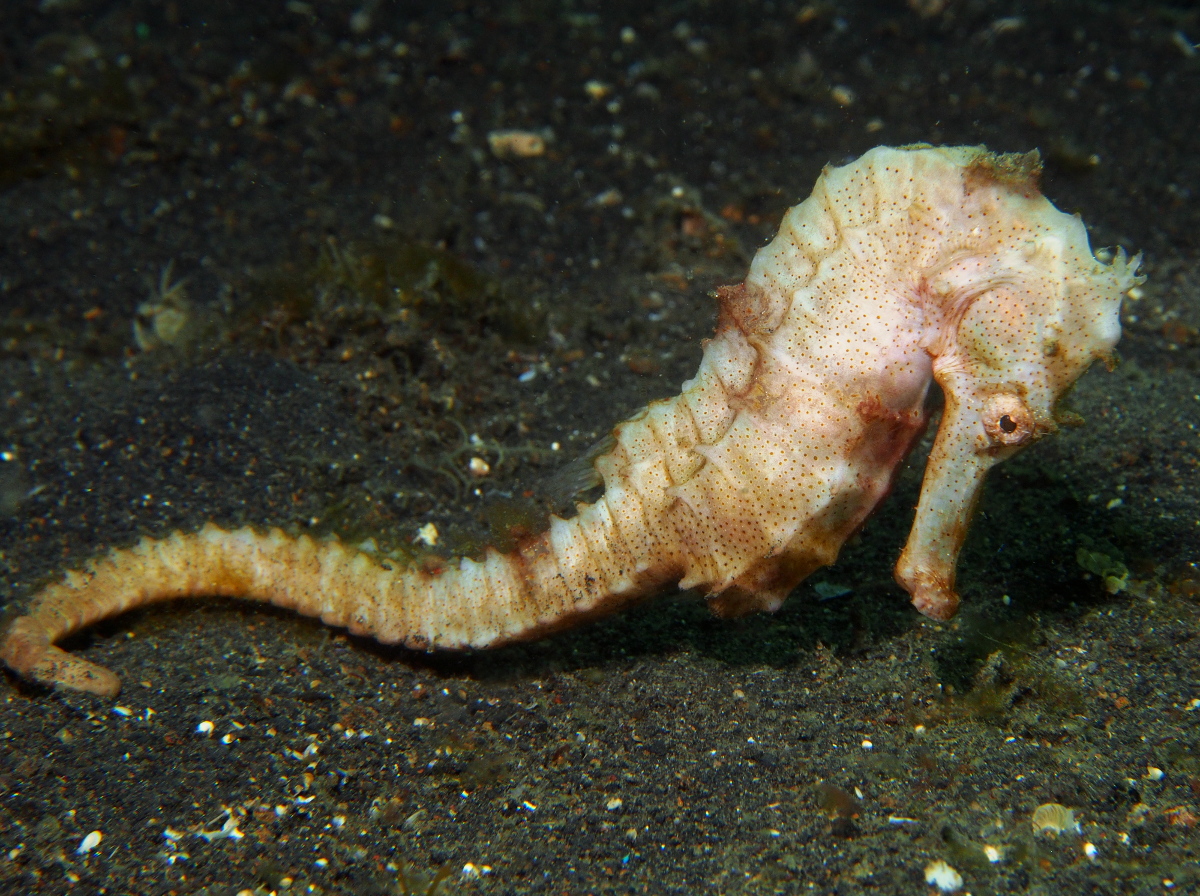 Hedgehog Seahorse - Hippocampus spinosissimus - Lembeh Strait, Indonesia
