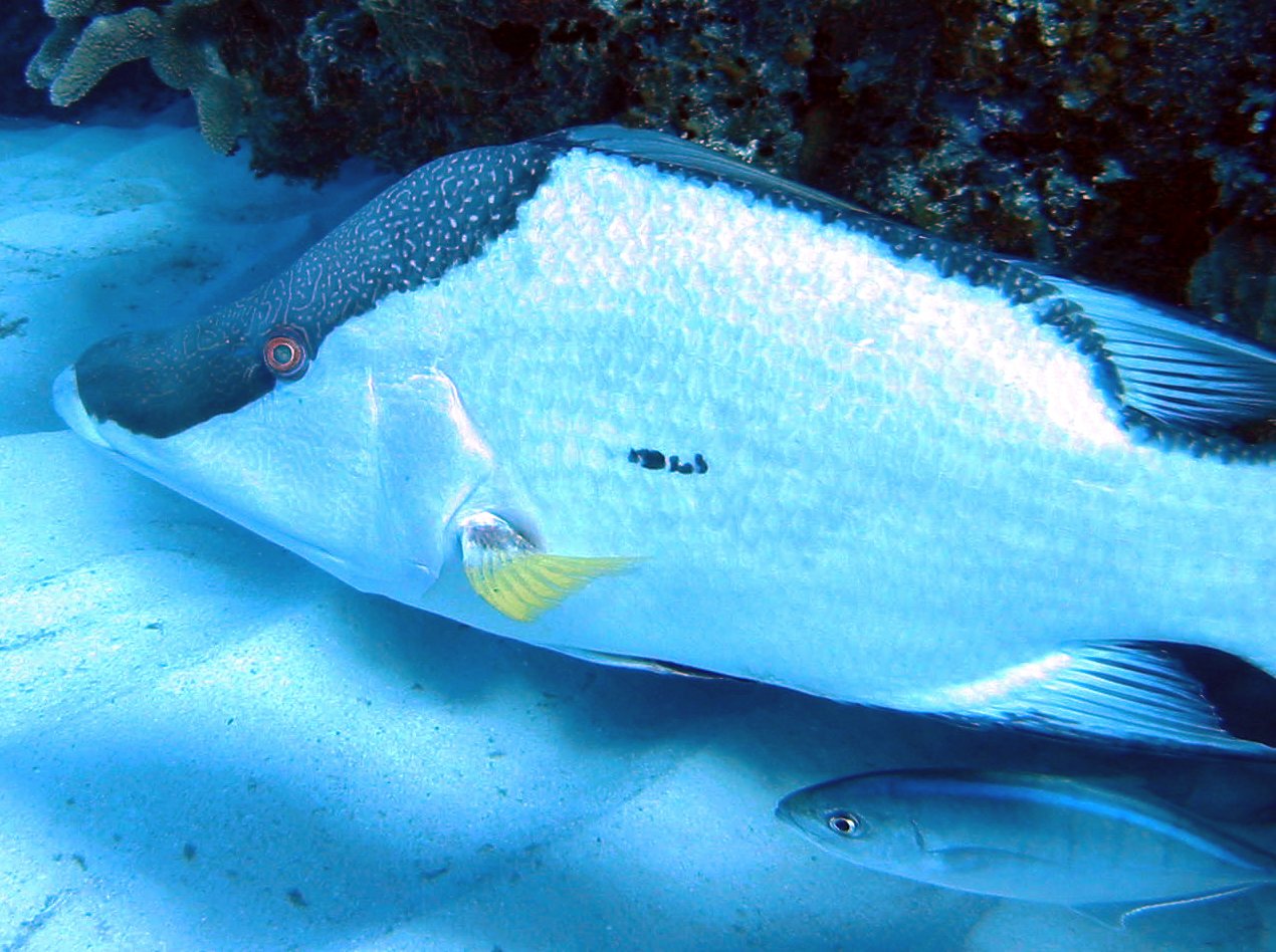 Hogfish - Lachnolaimus maximus