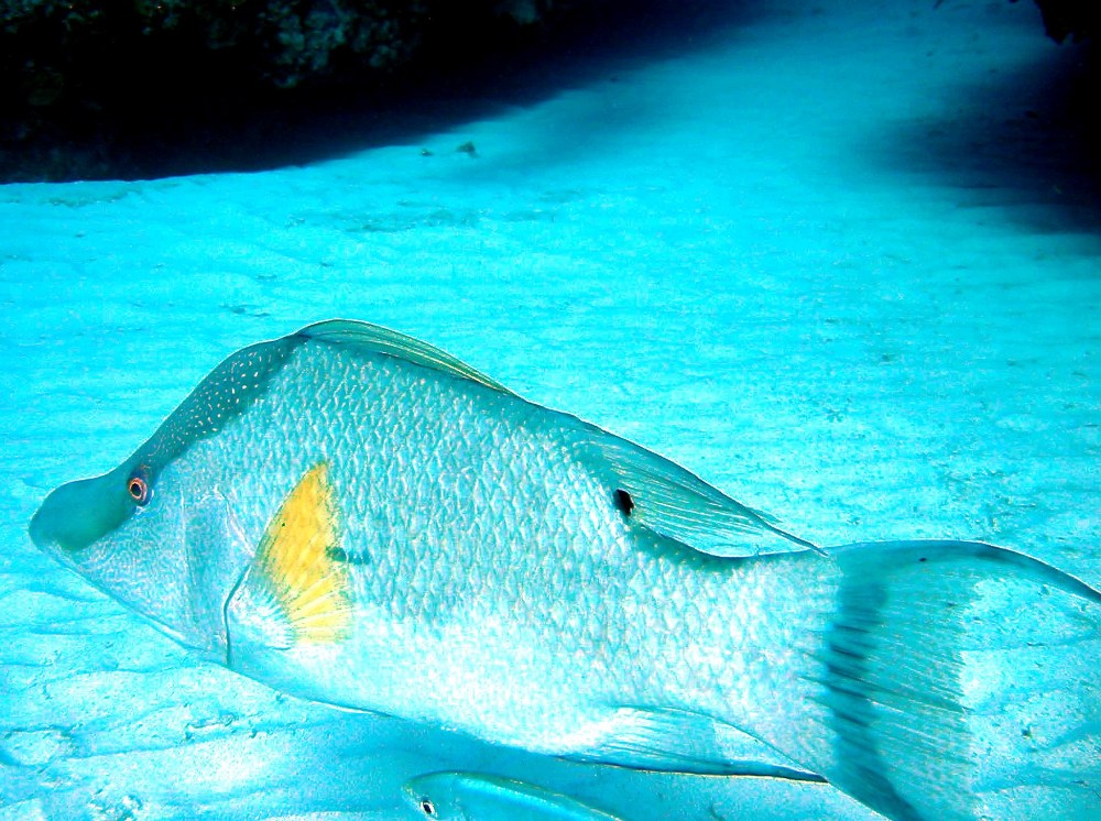 Hogfish - Lachnolaimus maximus