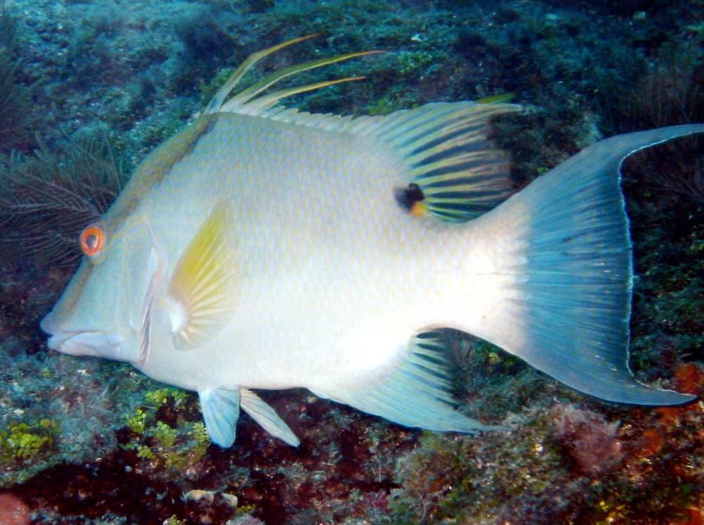 Hogfish - Lachnolaimus maximus