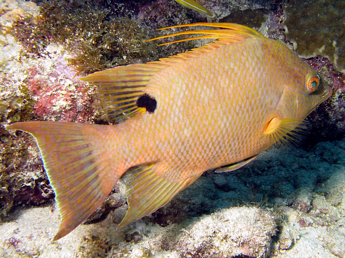 Hogfish - Lachnolaimus maximus