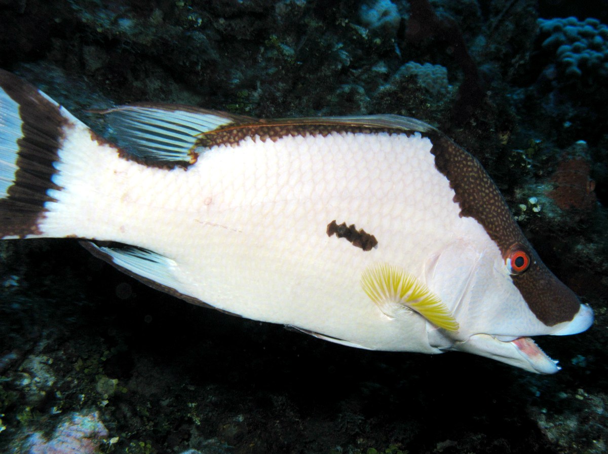 Hogfish - Lachnolaimus maximus