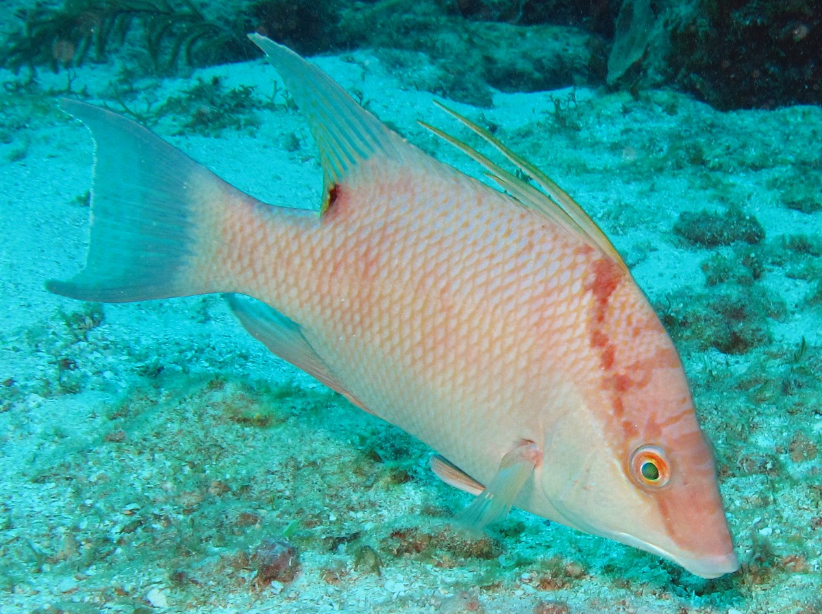 Hogfish - Lachnolaimus maximus