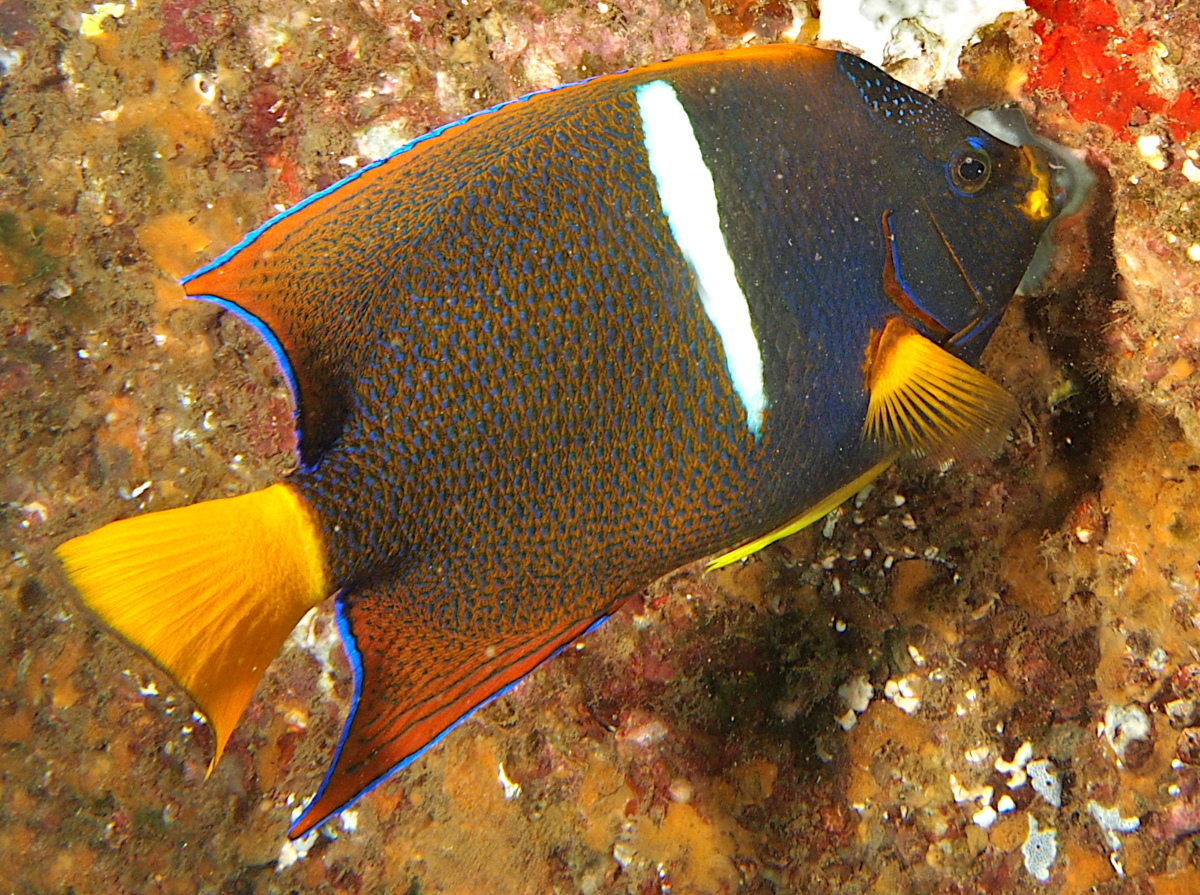 King Angelfish - Holacanthus passer