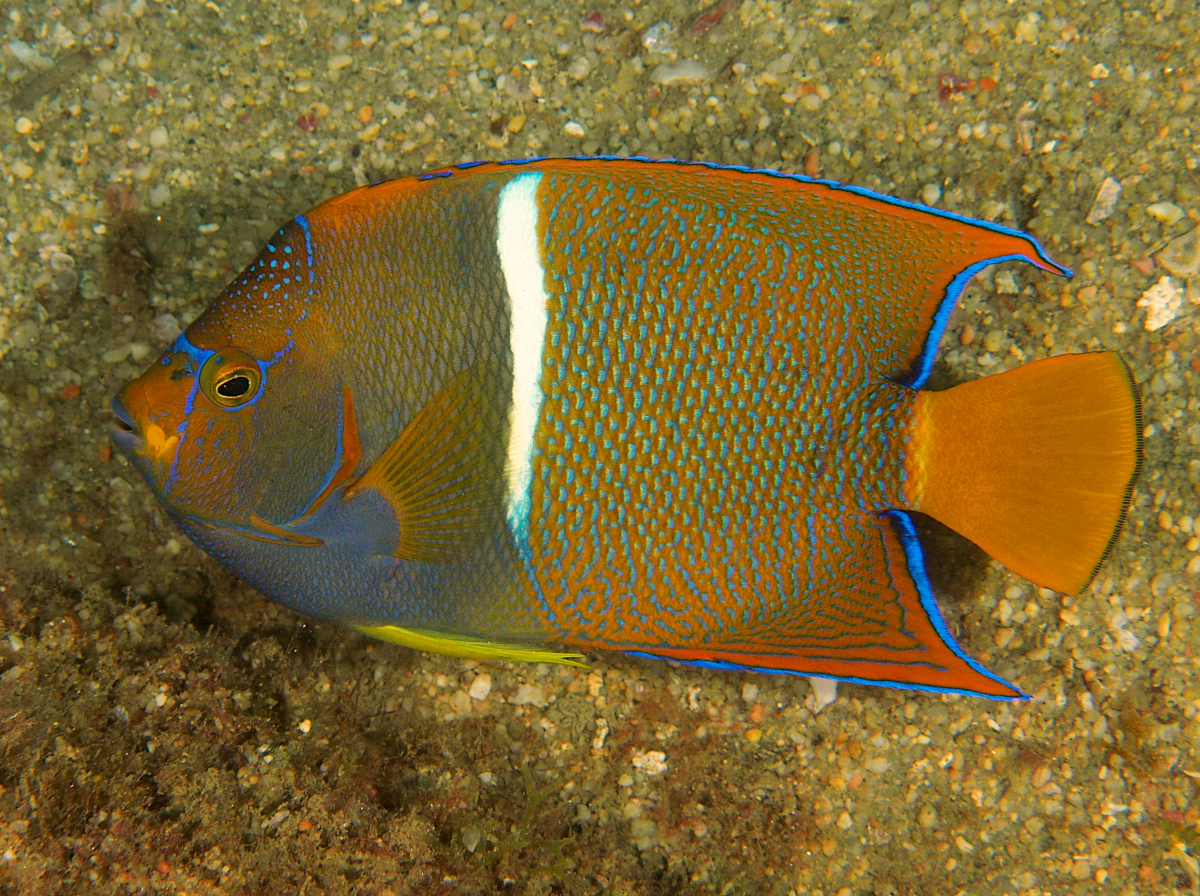 King Angelfish - Holacanthus passer