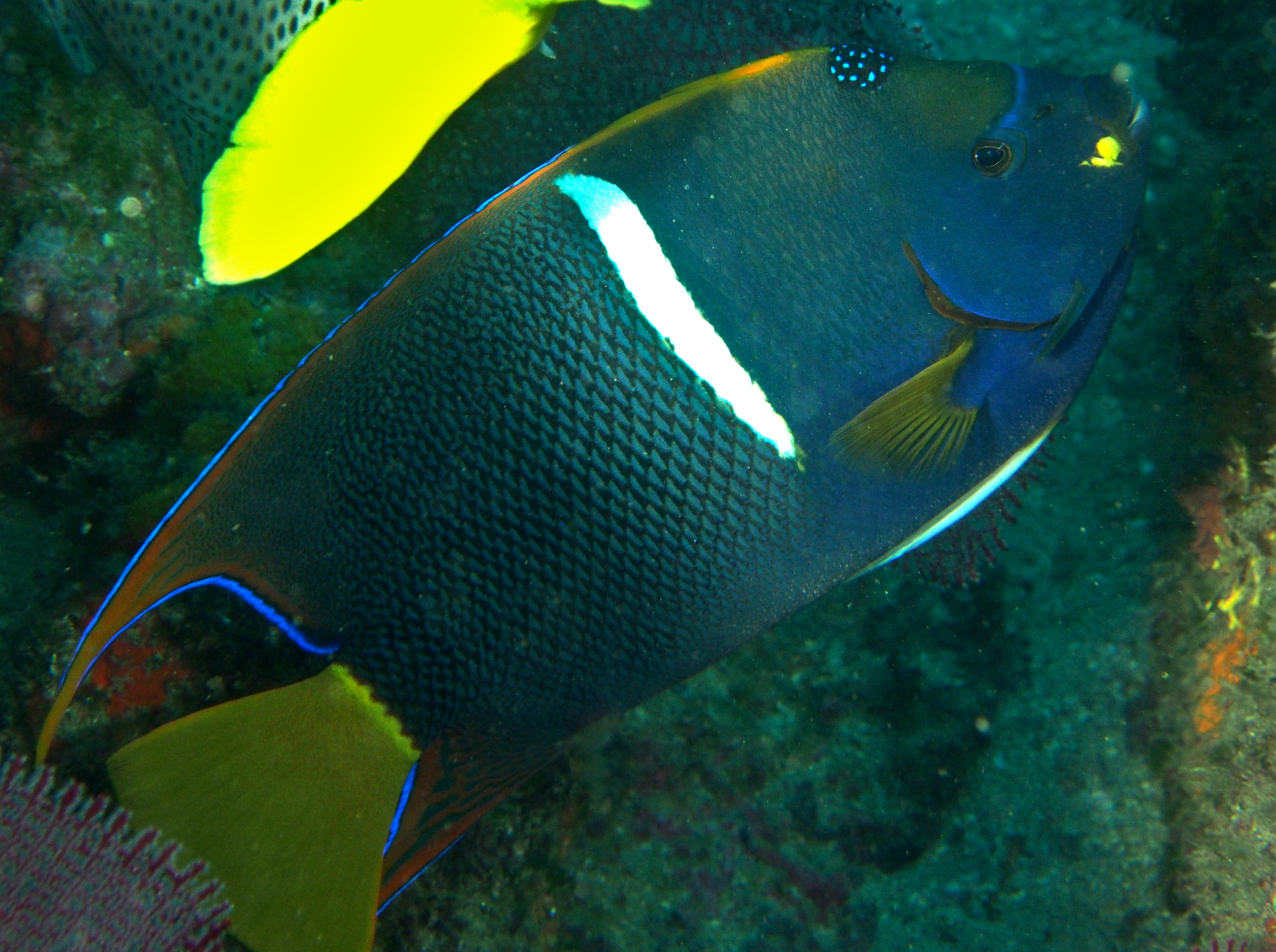 King Angelfish - Holacanthus passer