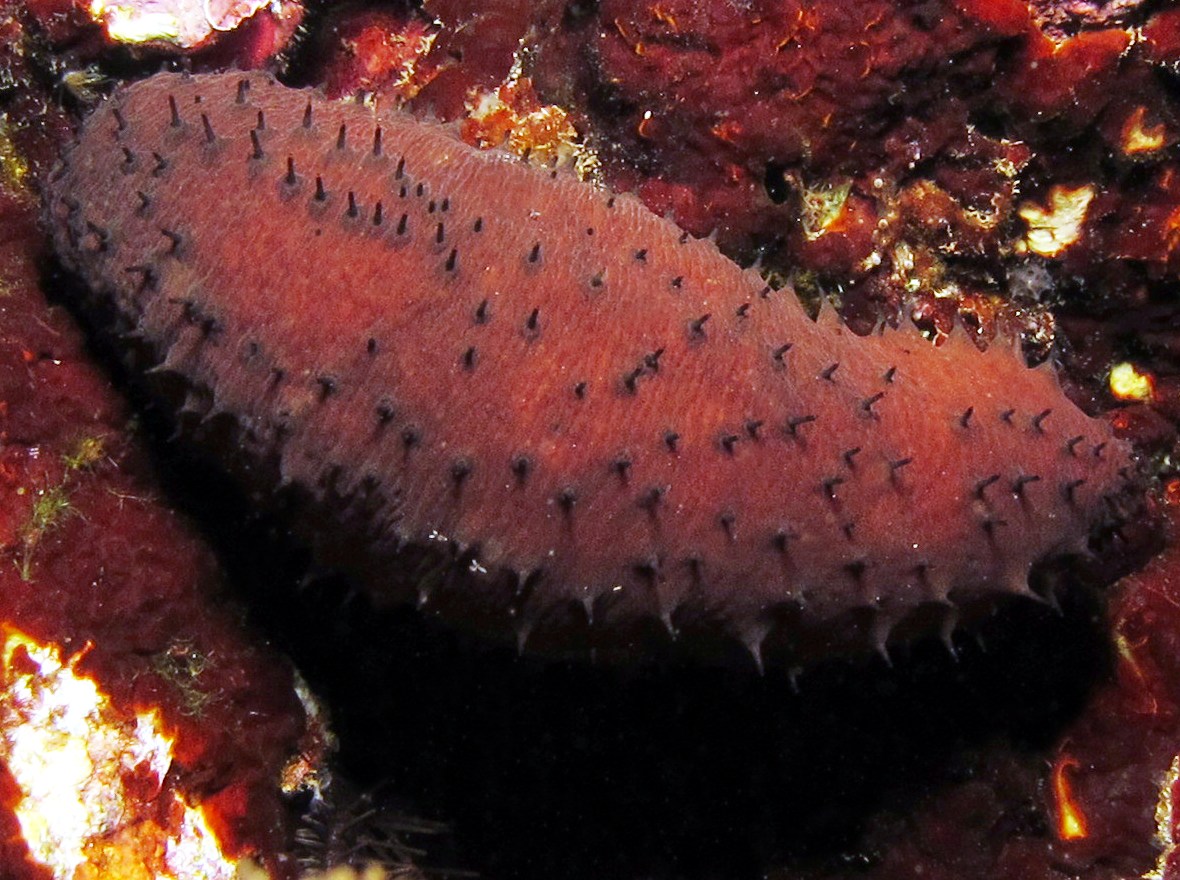 Difficult Sea Cucumber - Holothuria difficilis - Maui, Hawaii