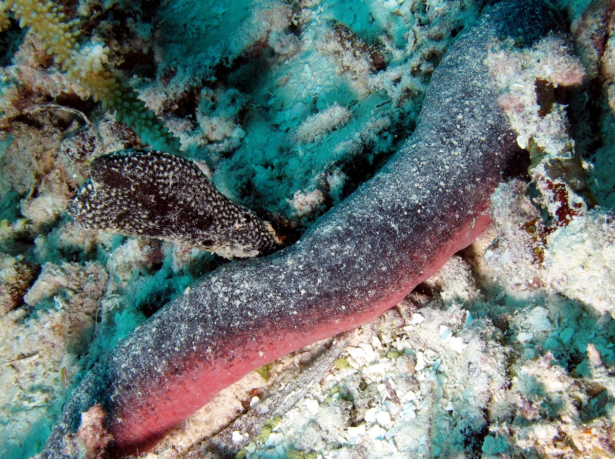 Pinkfish Sea Cucumber - Holothuria edulis