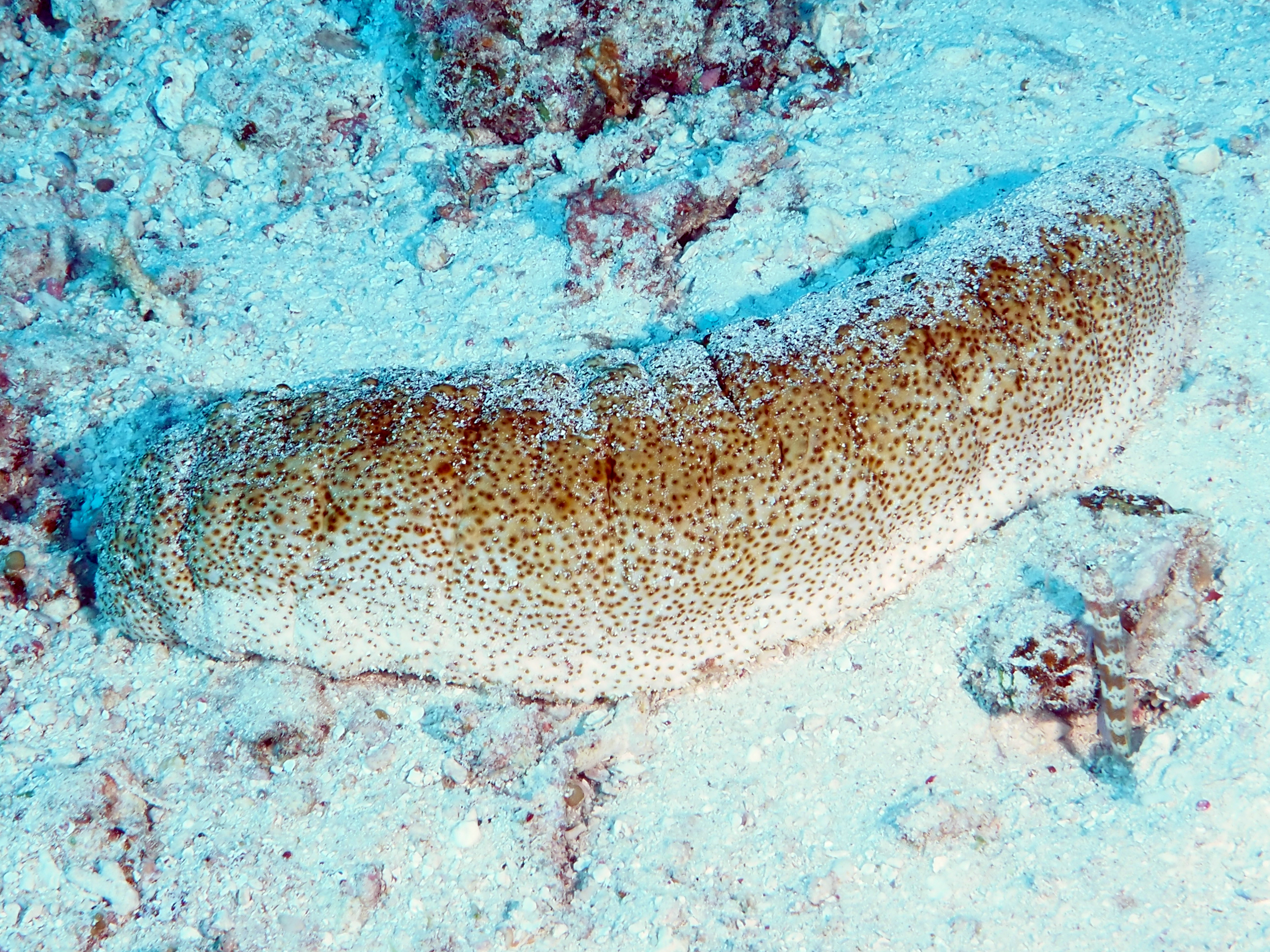 Elephant Trunkfish - Holothuria fuscopunctata