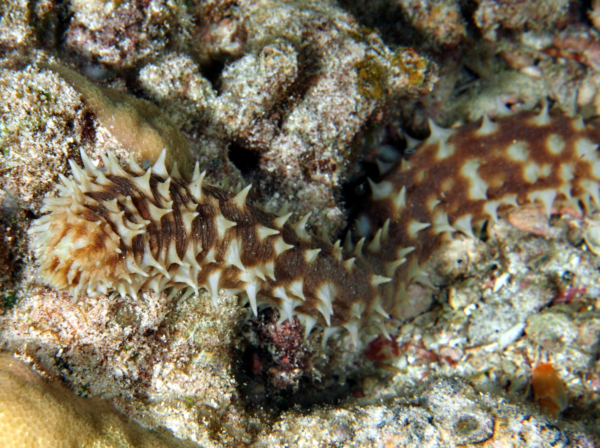 Light-Spotted Sea Cucumber - Holothuria hilla - Big Island, Hawaii