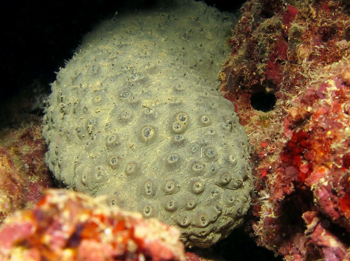 Volcano Sea Cucumber - Holothuria turriscelsa - Yap, Micronesia