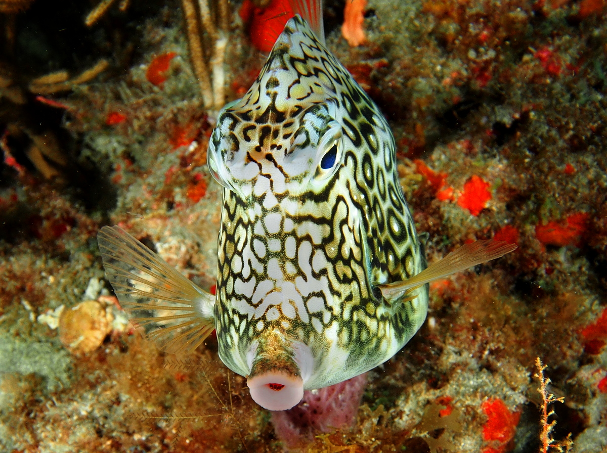 Honeycomb Cowfish - Acanthostracion polygonium