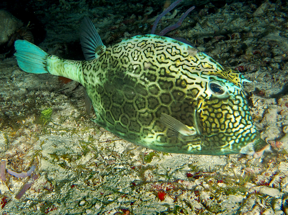 Honeycomb Cowfish - Acanthostracion polygonium