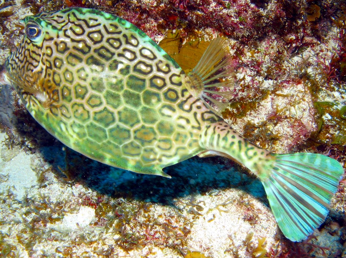 Honeycomb Cowfish - Acanthostracion polygonius