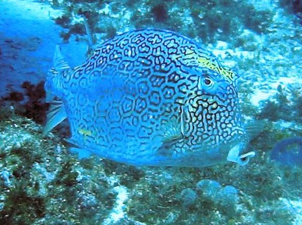 Honeycomb Cowfish - Acanthostracion polygonius