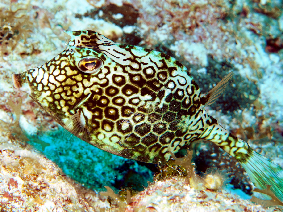 Honeycomb Cowfish - Acanthostracion polygonius